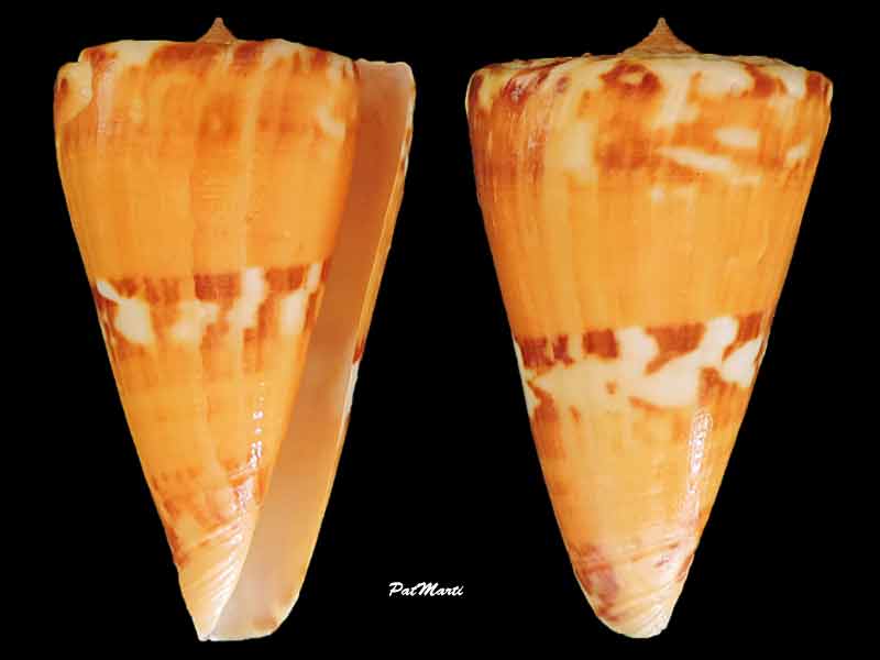 Conus (Dauciconus) riosi  Petuch, 1986 Conus-17