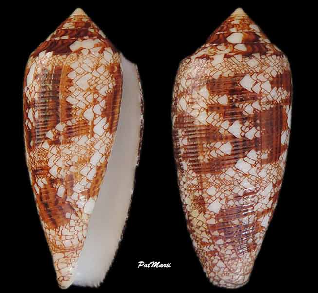 Conus (Cylinder) aureus Hwass in Brugière, 1792 Conus-20