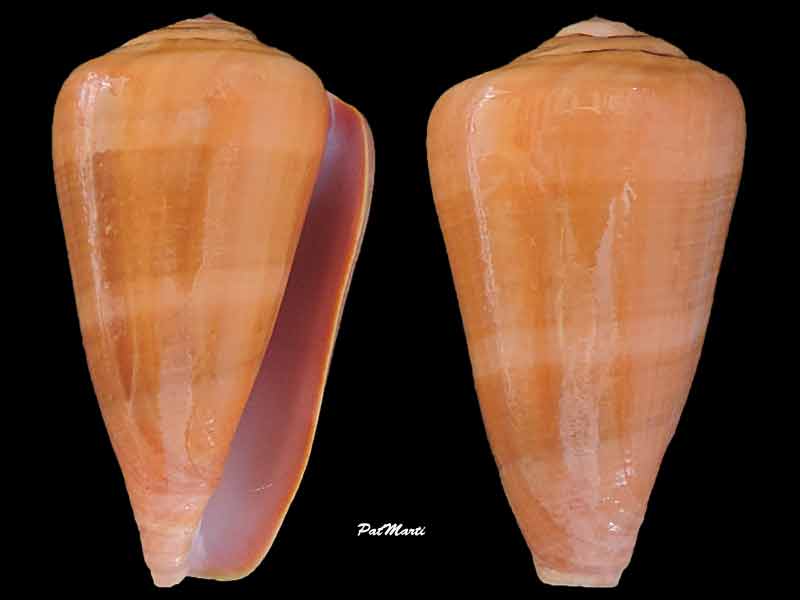 Conus (Darioconus) lohri Kilburn, 1972 Conus-22