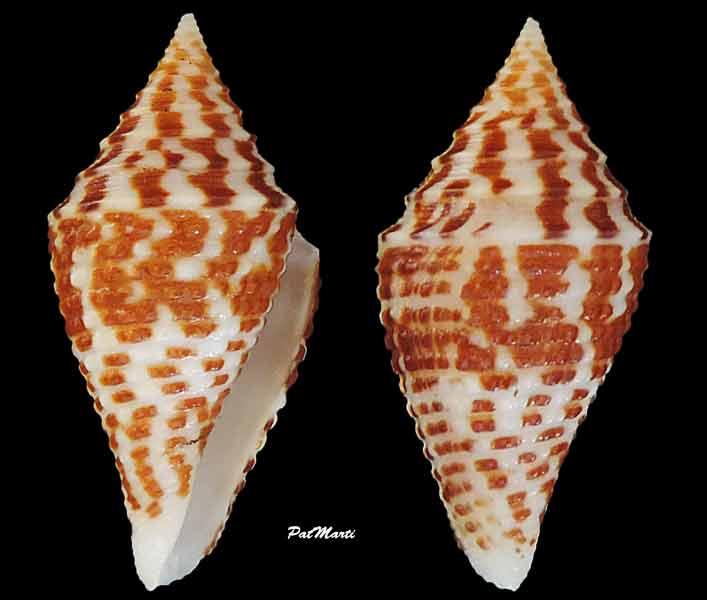 Conus (Turriconus) andremenezi    Olivera & Biggs, 2010 Conus-23