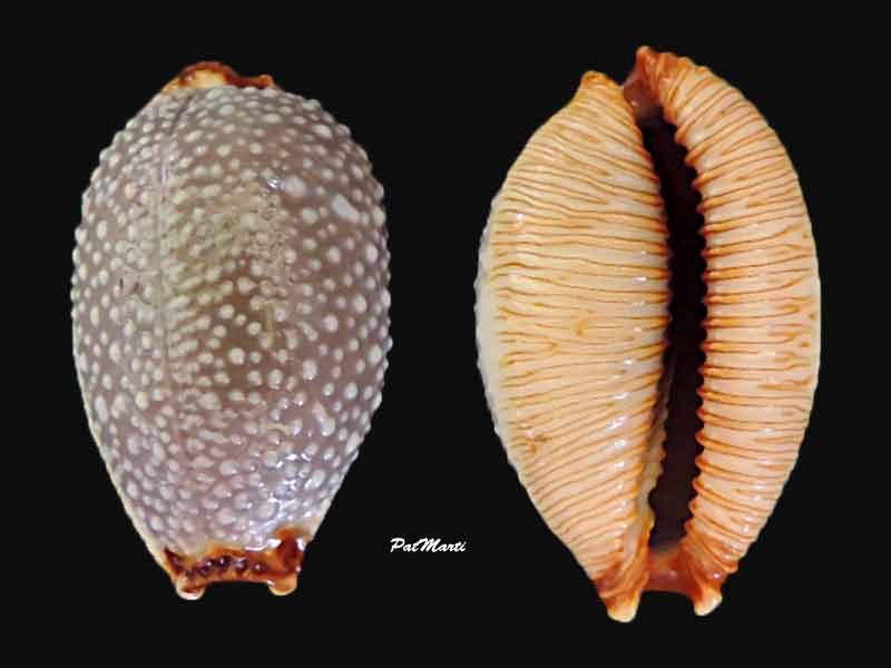 Staphylaea staphylaea consobrina - (Garrett, 1879) Cyp-st10