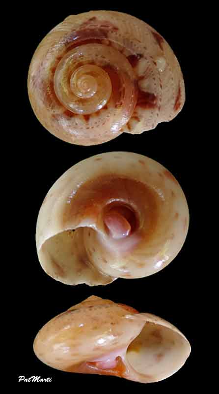 Ethalia guamensis (Quoy & Gaimard, 1834)  Ethali10
