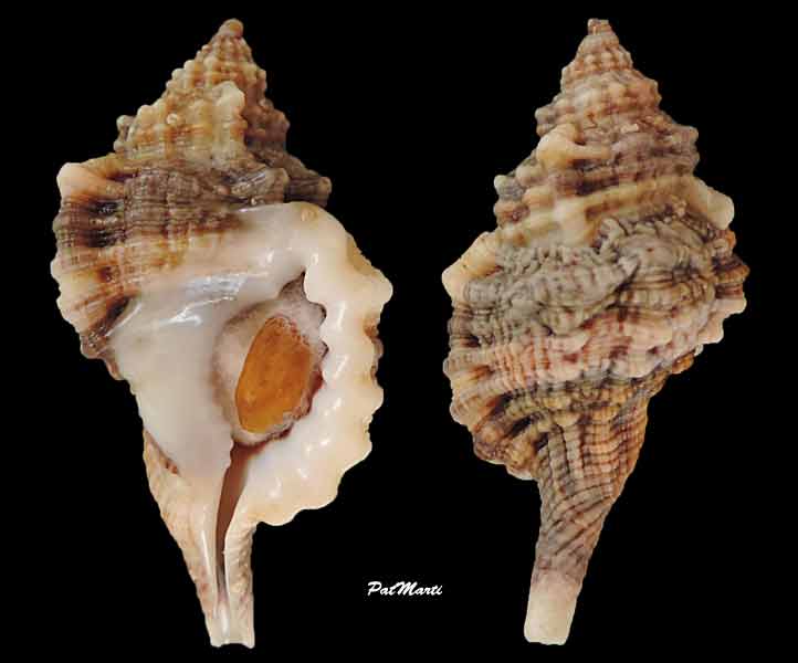 Cymatiidae Gutturnium muricinum - (Röding, 1798) Guttur10