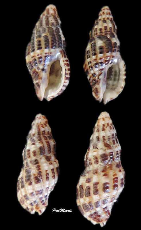 Muricidae Ergalataxinae Maculotriton serriale (Deshayes, 1834) Maculo10
