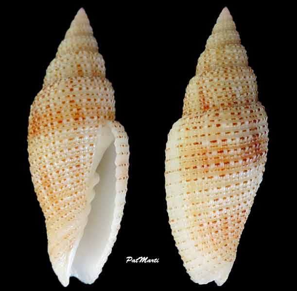 Roseomitra millepunctata (G. B. Sowerby III, 1889)  Mitra-11