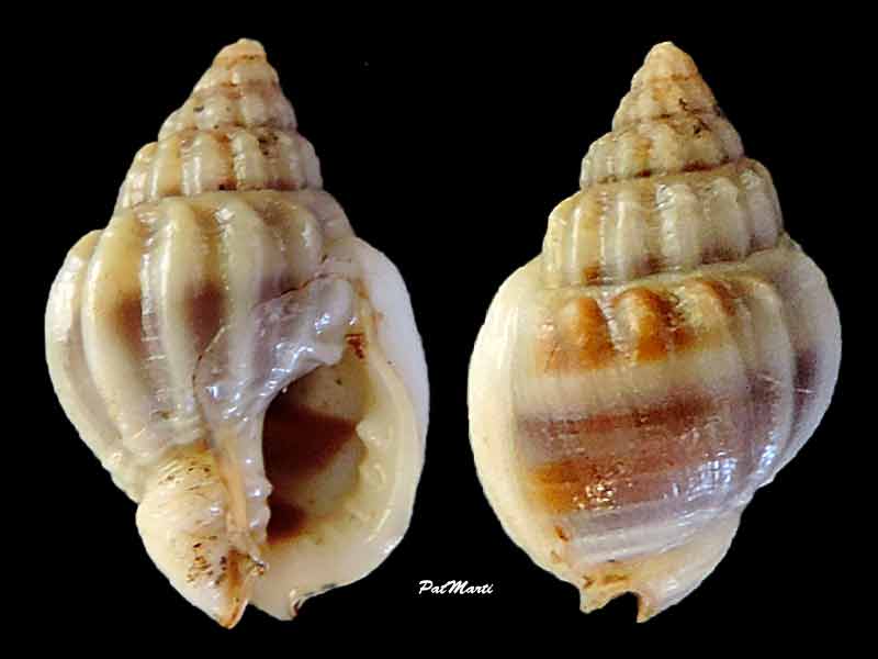 Nassarius jacksonianus (Quoy & Gaimard, 1833)  Nassar14