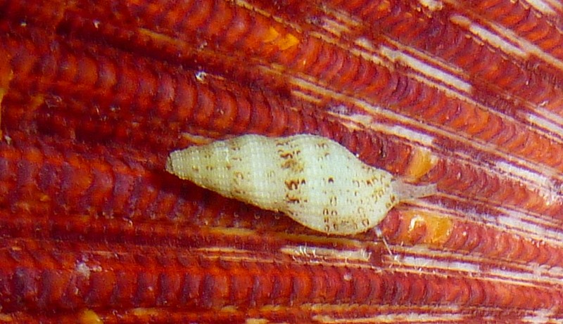 Muricidae Ergalataxinae Maculotriton serriale (Deshayes, 1834) P1100110