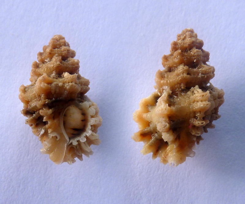 Favartia peasei - (Tryon, 1880) Peasei10
