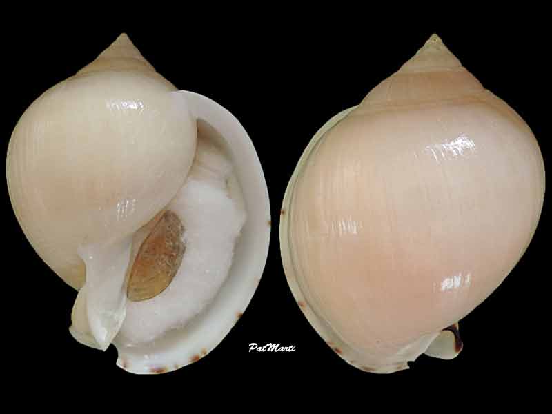 Semicassis pyrum - (Lamarck, 1822) Semica11