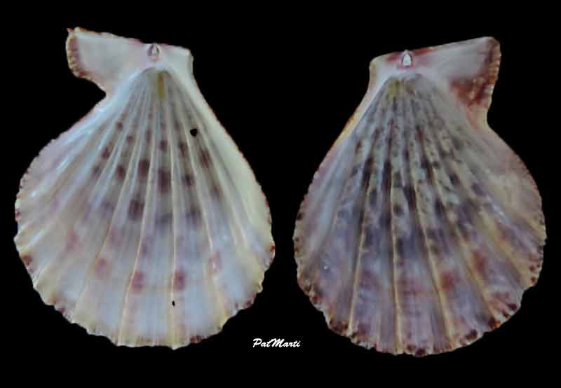 Semipallium fulvicostatum (A. Adams & Reeve, 1850)  Semipa11