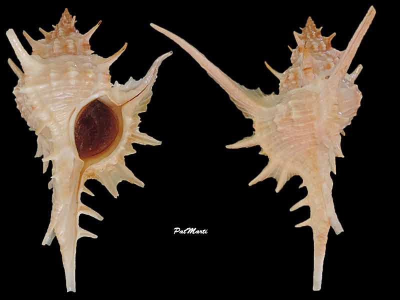Siratus tenuivaricosus - (Dautzenberg, 1927) Siratu10