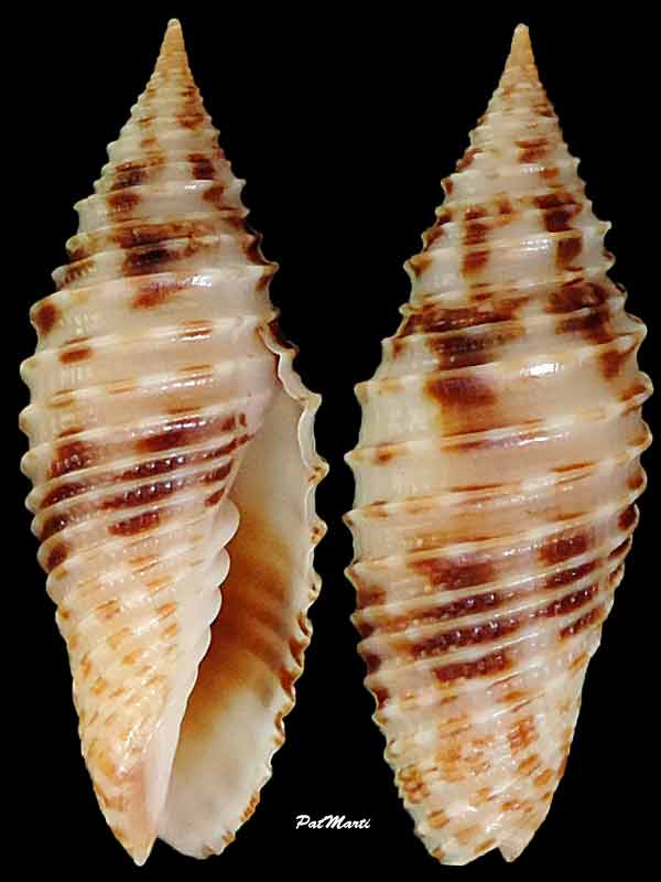 Imbricaria annulata (Reeve, 1844)  Subcan10