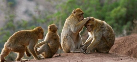 Faire de 2016 l'année de la protection du singe magot Singe_10