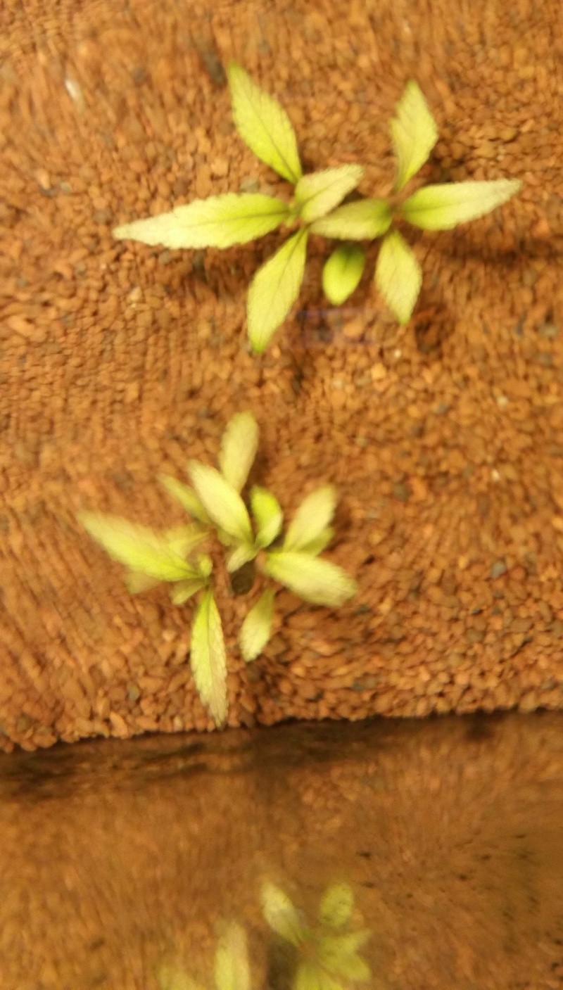 plante blanche 20160115