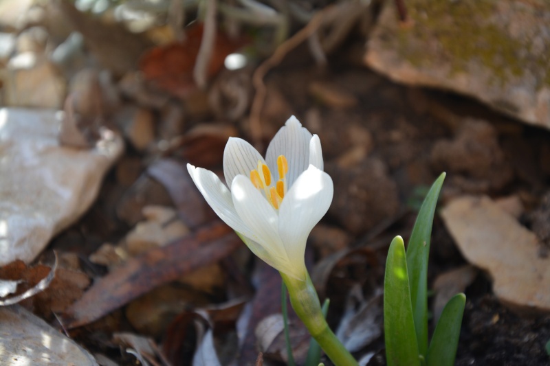 Sternbergia candida Sternb10