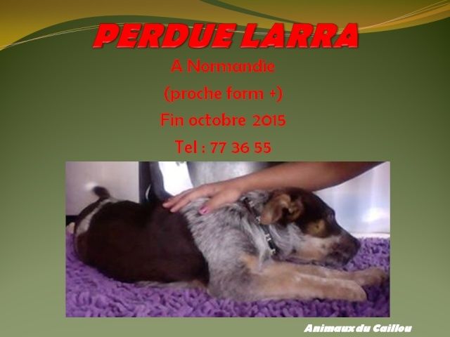 PERDUE LARRA chiot couleur marron fauve et mouchetée collier rouge à Normandie fin octobre 2015 20151114