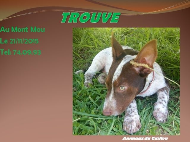 chocolat - TROUVE chiot mâle couleur chocolat et blanc, yeux verts au Mont Mou le 21/11/2015 20151130