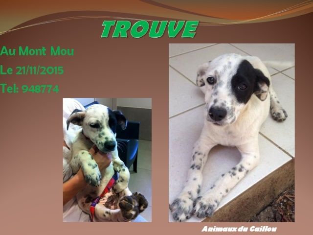 TROUVE chiot noir et blanc tacheté au Mont Mou le 21/11/2015 20151148