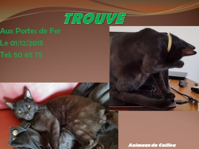 TROUVE chat gris chartreux aux Portes de Fer le 01/12/2015 20151215