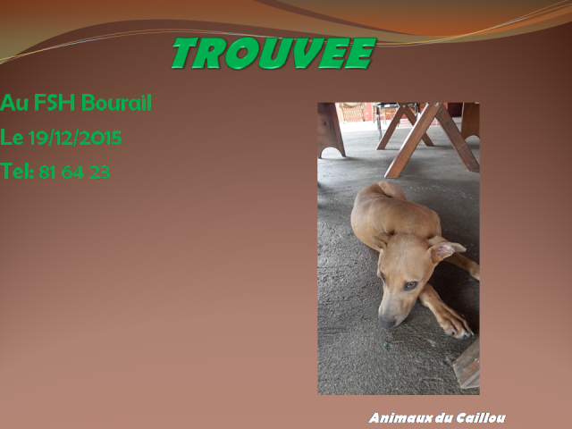 TROUVEE chienne couleur fauve à Bourail le 19/12/2015 20151220