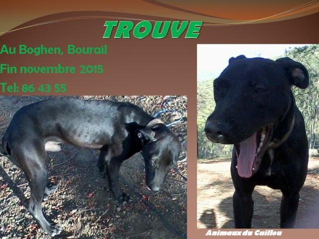 TROUVE chien noir avec petite tâche blanche poitrail à Boghen, Bourail fin novembre 2015 20151223