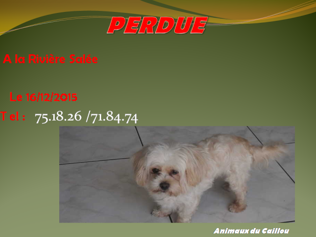 PERDUE bichon beige clair à Rivière Salée le 16/12/2015 20151236