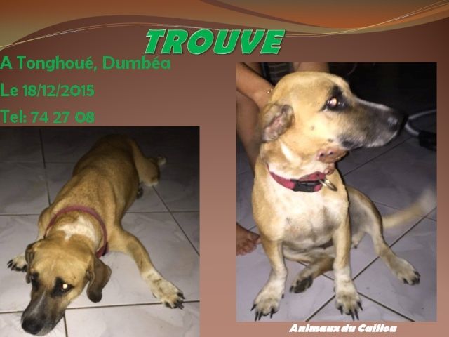 TROUVE chien type basset fauve et blanc, collier rouge à Tonghoué, Dumbéa le 18/12/2015 20151249
