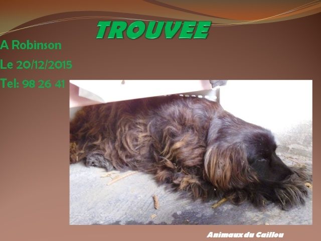 TROUVEE chienne genre cocker marron à Robinson le 20/12/2015 20151250