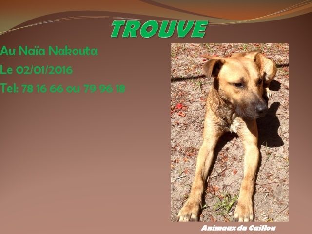 TROUVE jeune chien couleur fauve collier chaîne à Naïa Nakouta le 02/01/2016 20160130