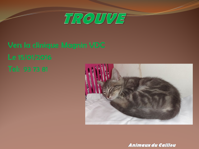 TROUVE chaton gris tigré vers la clinique Magnin le 15/01/2016 20160130