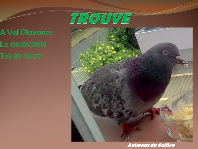 TROUVE pigeon bagué à Val Plaisance le 06/01/2016 20160139