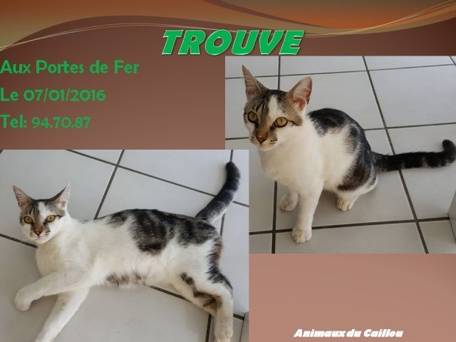 TROUVE chat tigré et blanc aux Portes de Fer le 07/01/2016 20160152