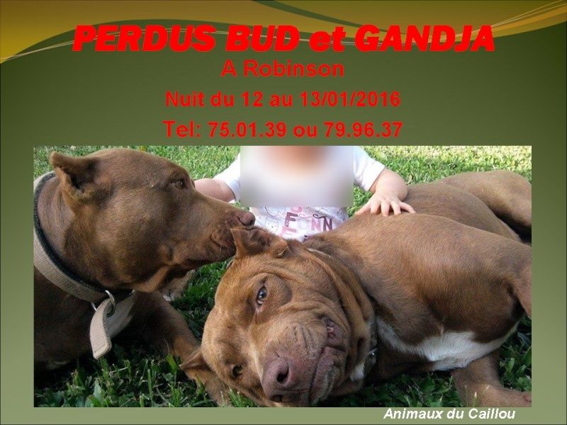 PERDUS BUD et GANDJA 2 pitbulls fauve à robinson dans la nuit au 12 au 13 janvier 2016 20160163