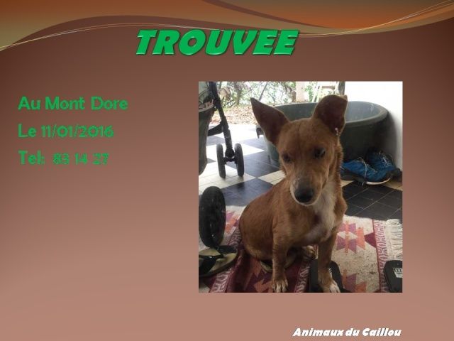 dore - TROUVEE chienne couleur fauve taille moyenne au Mont Dore le 11/01/2016 20160164