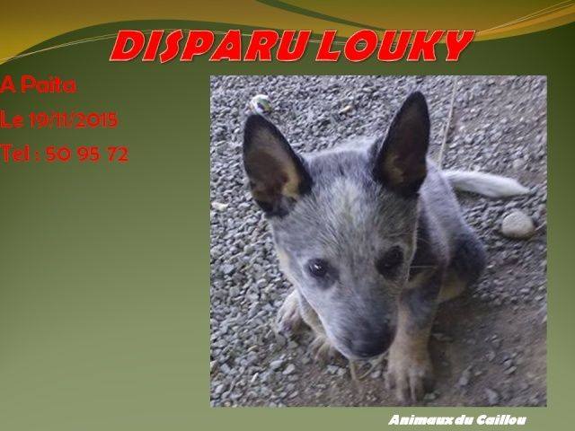 bleu - PERDU LOUCKY chiot bleu au Mont Mou le 19/11/2015 20160181