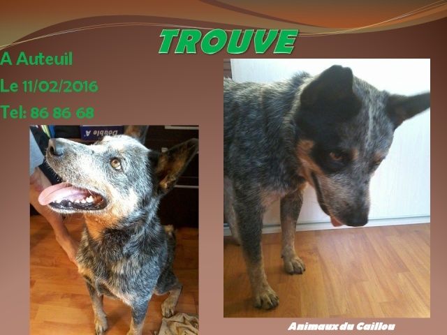 bleu - TROUVE chien bleu à Auteuil le 11/02/2016 20160224