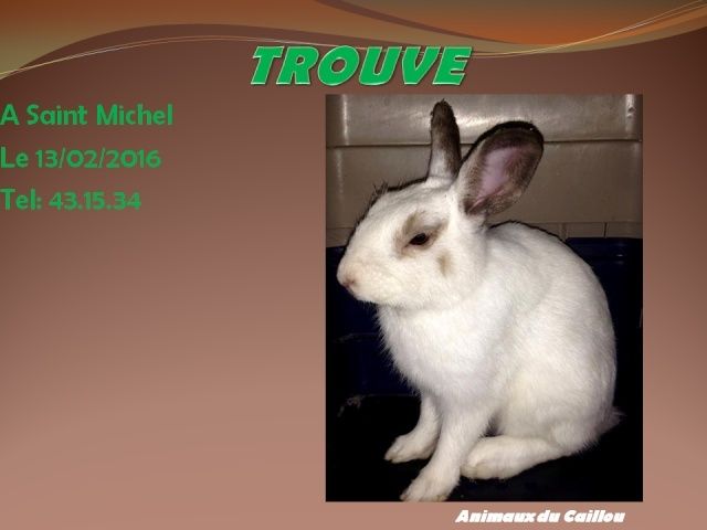 TROUV lapin blanc oreilles foncées à Saint Michel le 13/02/2016 20160228