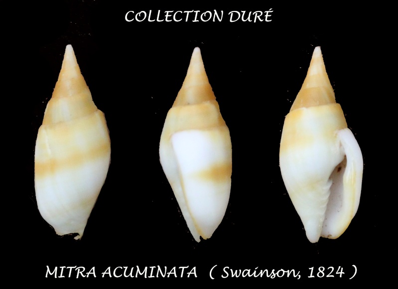 Nebularia acuminata (Swainson, 1824)  Panora22