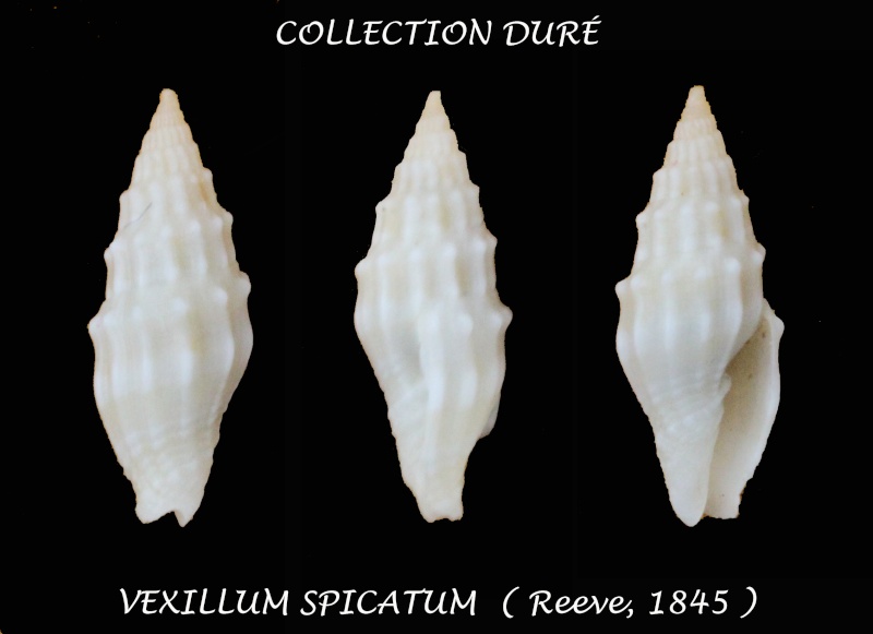 Vexillum spicatum (Reeve, 1845)  Panora30