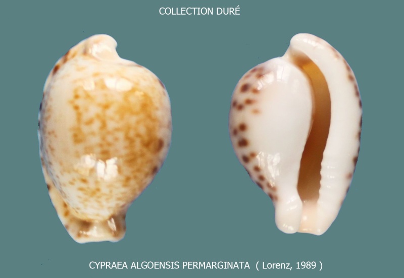 Cypraeovula algoensis permarginata Lorenz, 1989  Panora39
