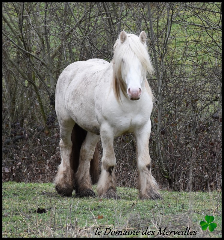 Indy Jones, étalon Irish Cob cremello 31_jan11