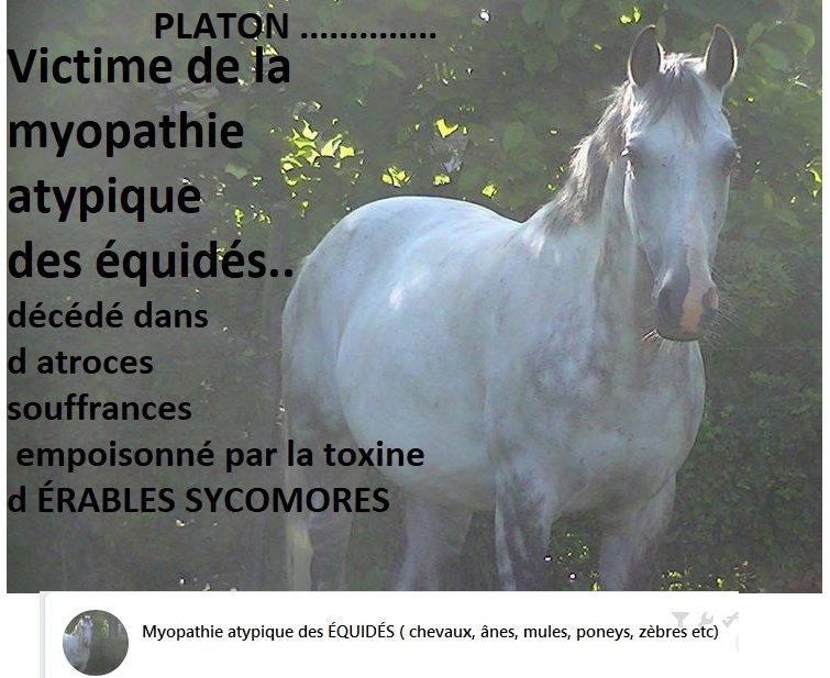 La myopathie atypique - Page 2 1plato10