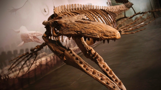 [News] Un Mosasaure dans les Record Guinness! Bruce-10