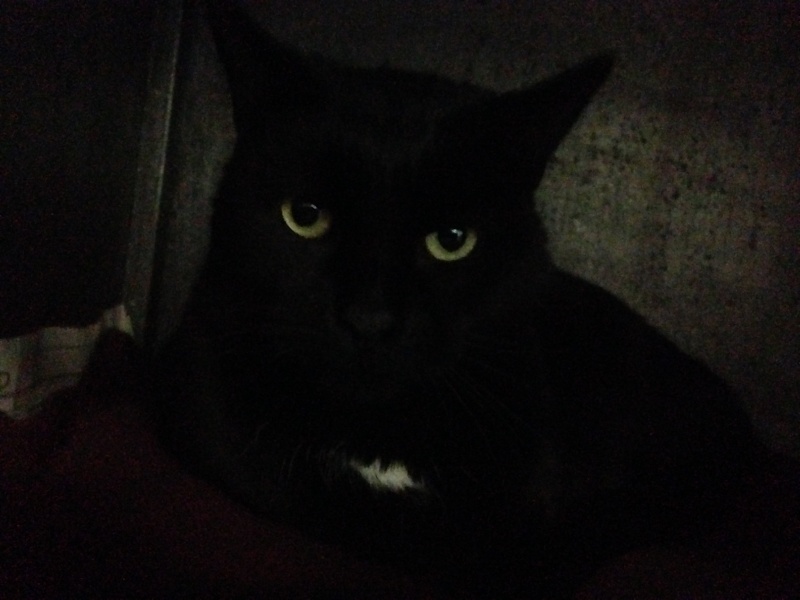 Réglisse, chat noir né en 2008 - SLPA Amance Img_3715