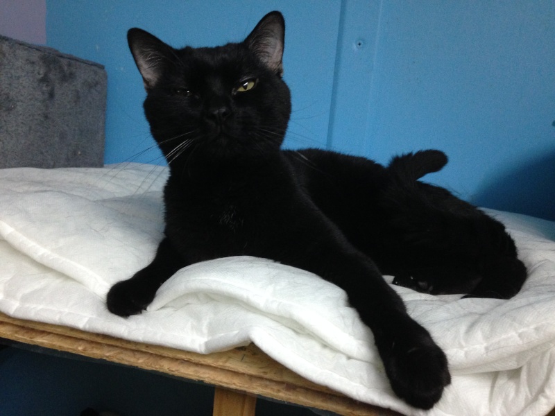 Tchoumpu, adorable chat noir né en 2012 - SLPA Amance Tchoum11
