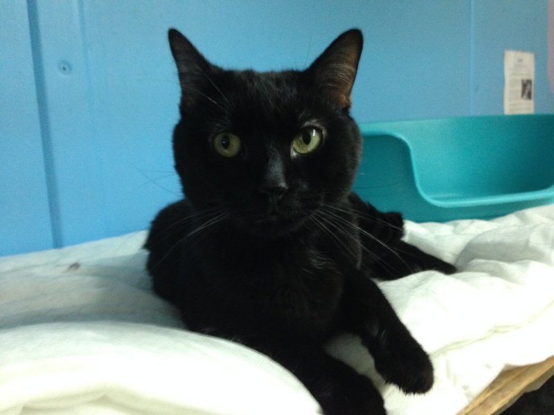 Tchoumpu, adorable chat noir né en 2012 - SLPA Amance Tchoum12