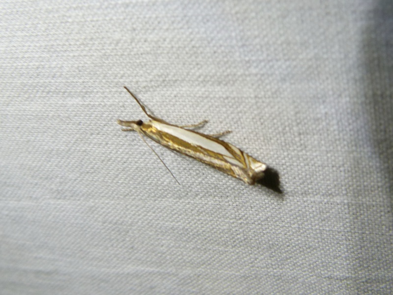 [Epirrhoe alternata, Crambus pascuella, Pandemis cerasana & Coleophora sp] Hétérocères du 7 juin 2015; 1-1_cr10