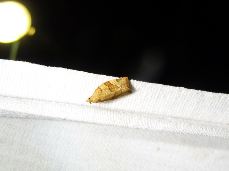 [Epirrhoe alternata, Crambus pascuella, Pandemis cerasana & Coleophora sp] Hétérocères du 7 juin 2015; 1-1_pa10