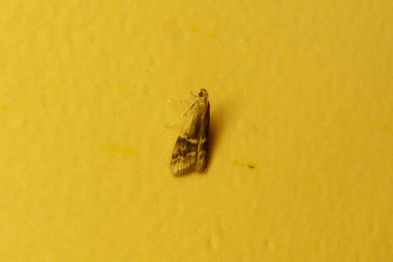 Rhodophaea formosa ???? du 15 janvier 2016; 112