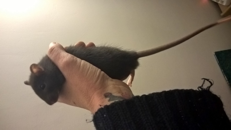 4 ratons mâles à adopter dans le 17, dernier délai le 11 décembre Wp_20118